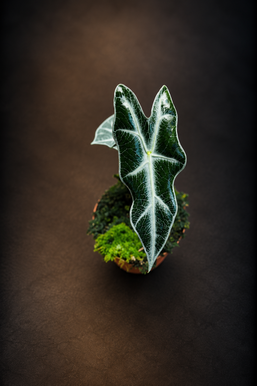 Alocasia Nobilis