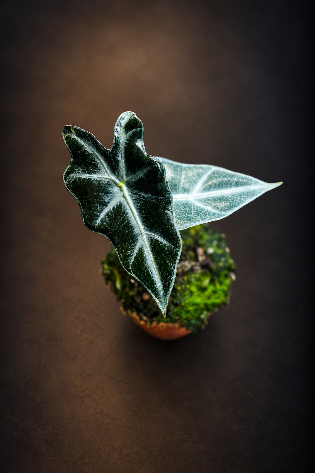 Alocasia Nobilis