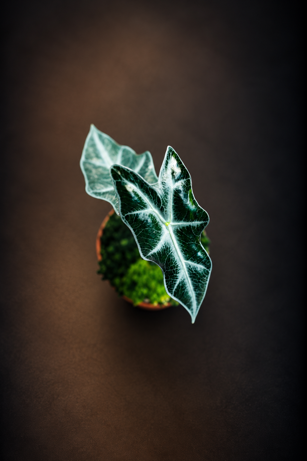 Alocasia Nobilis