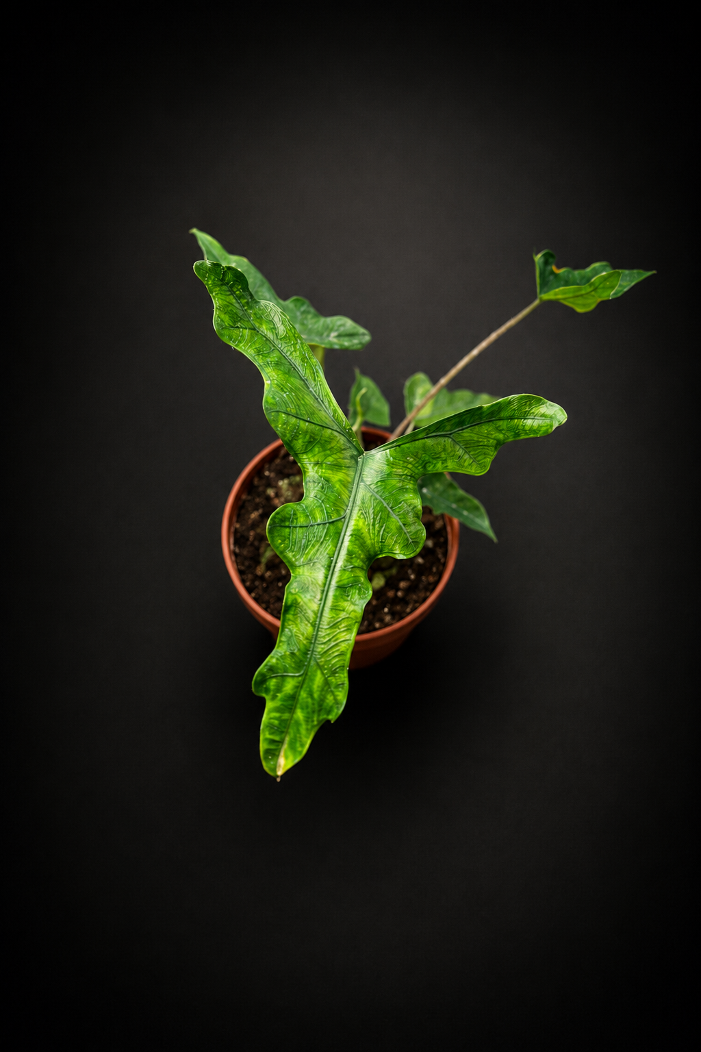 Alocasia Sabrina
