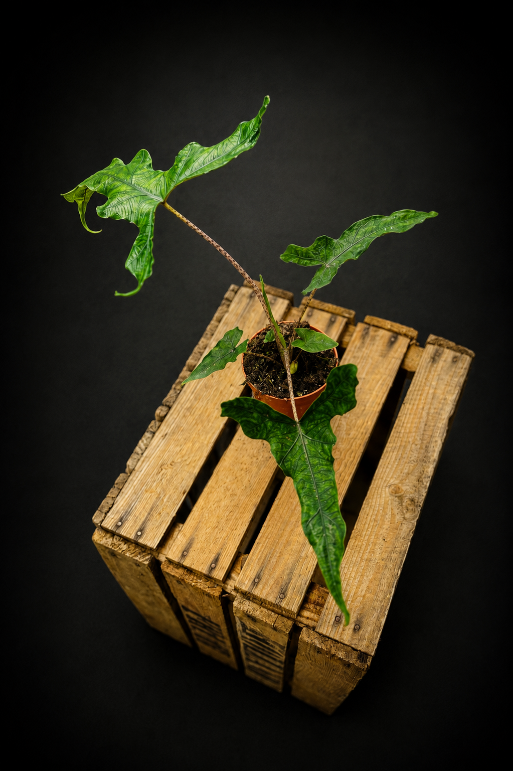 Alocasia Sabrina