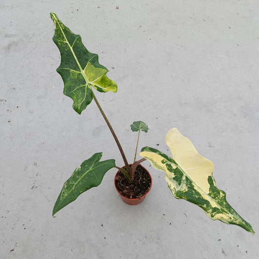 Alocasia Sarian Variegata