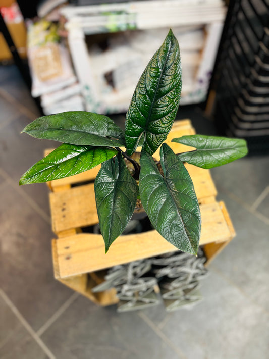 Alocasia Scalprum