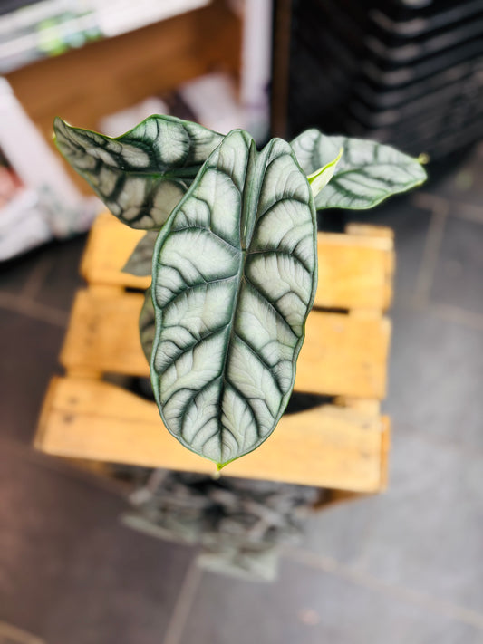 Alocasia Silver Dragon
