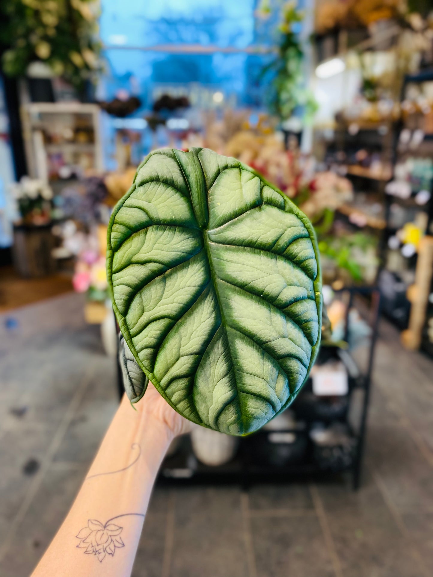 Alocasia Silver Dragon