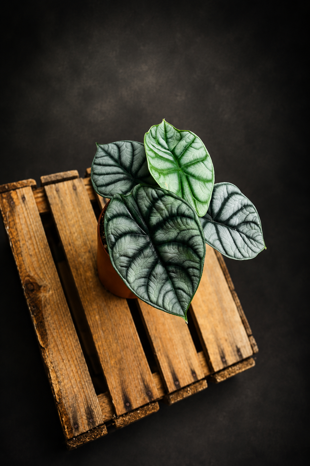 Alocasia Silver Dragon
