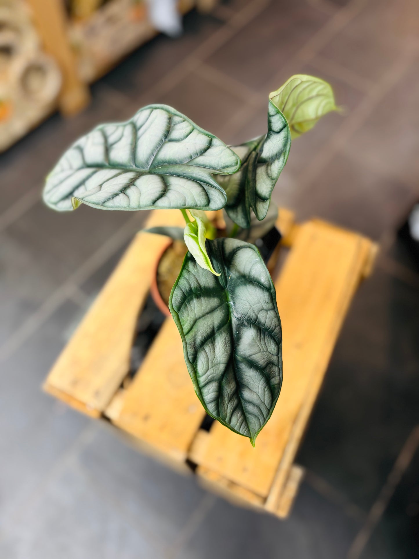 Alocasia Silver Dragon