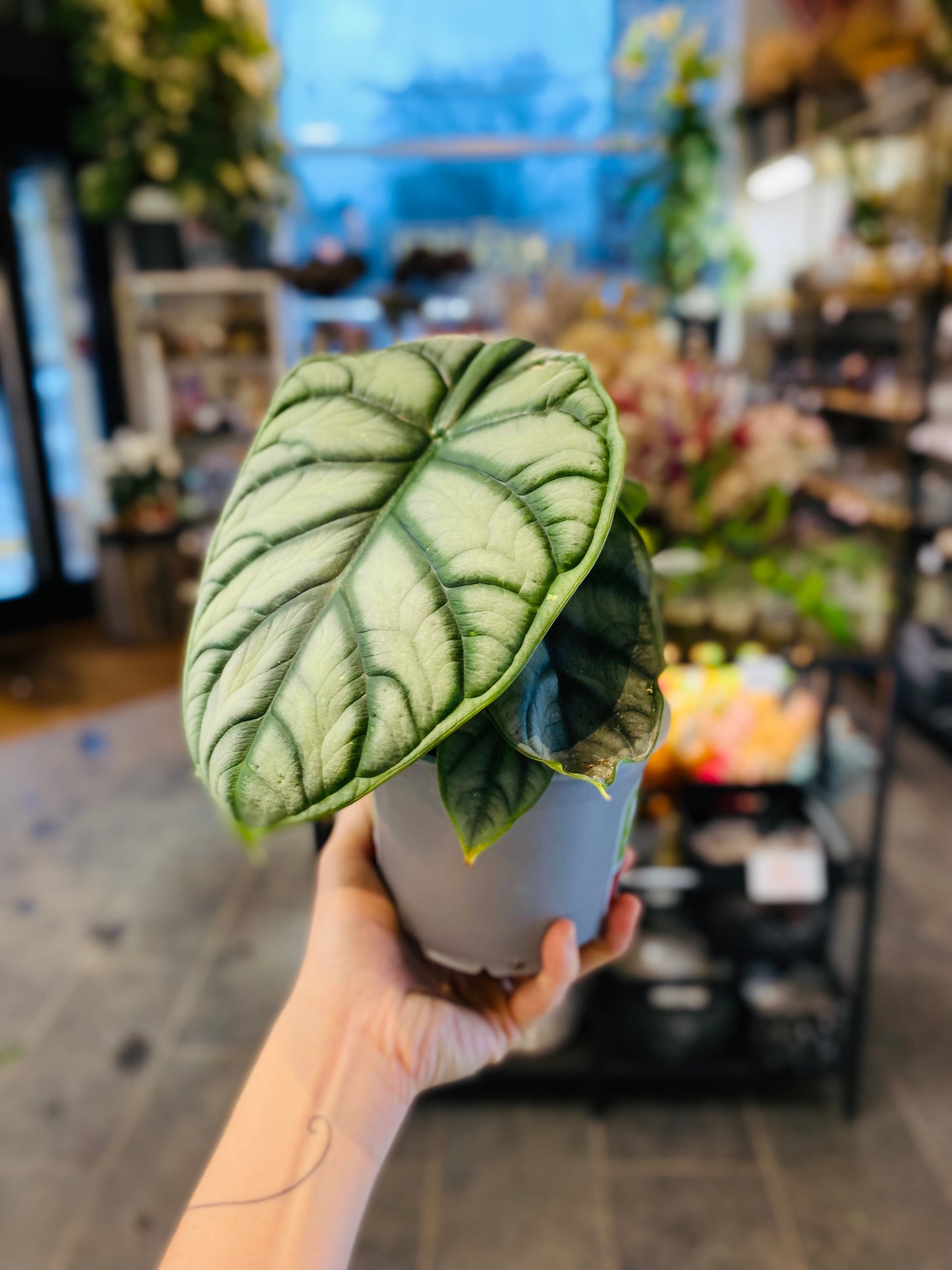 Alocasia Silver Dragon