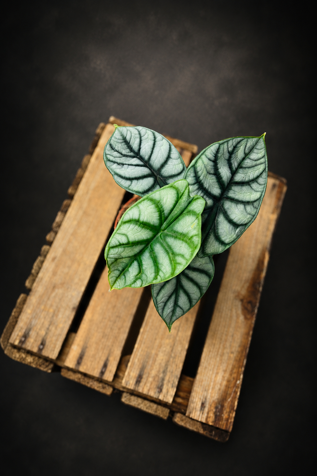 Alocasia Silver Dragon