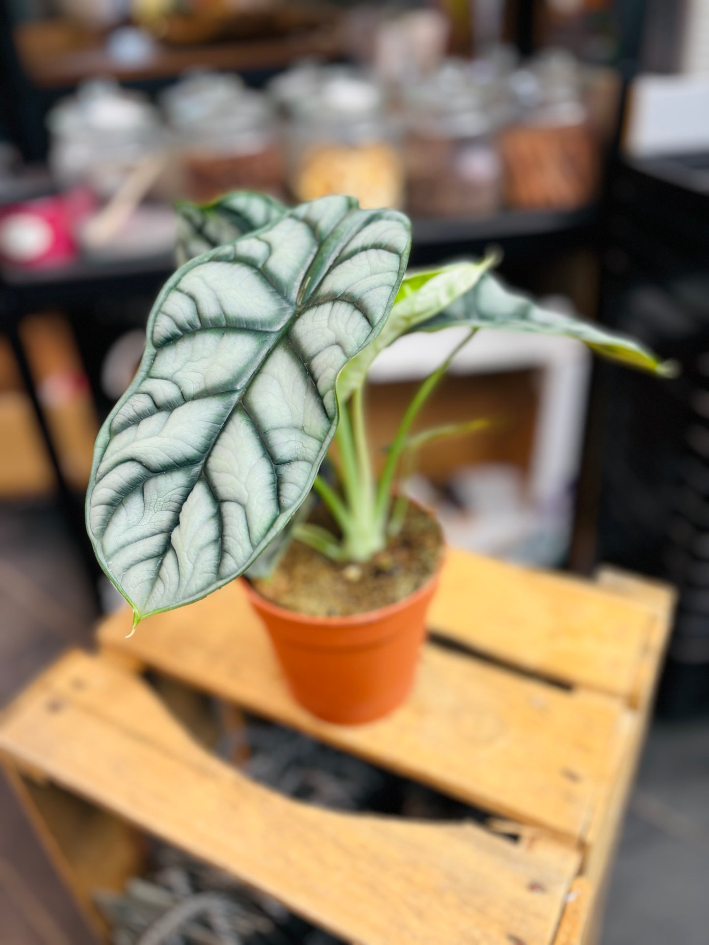 Alocasia Silver Dragon