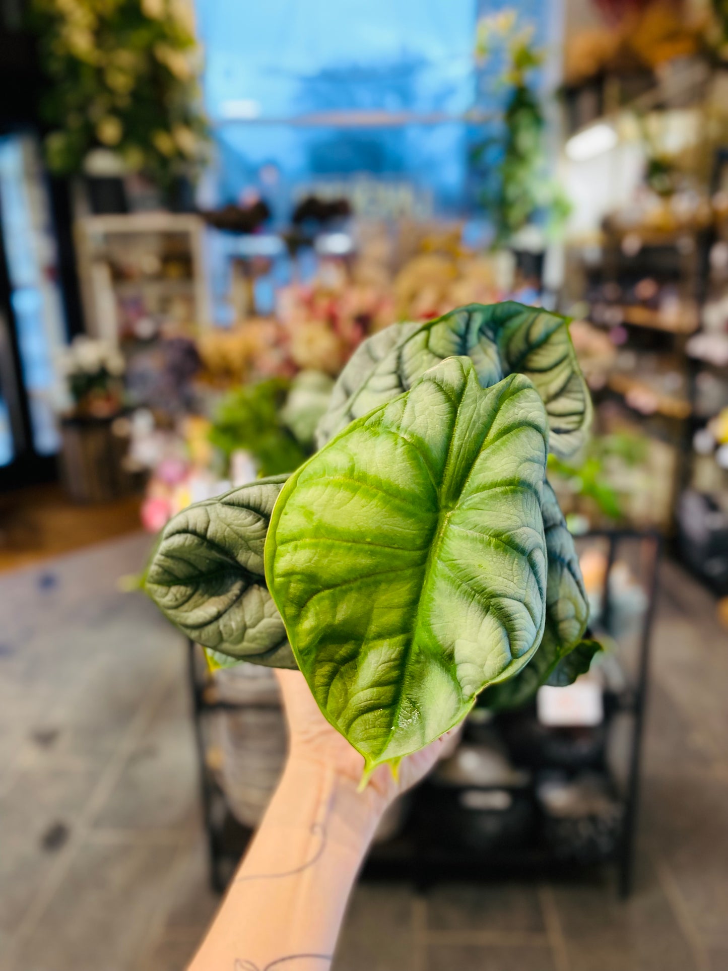 Alocasia Silver Dragon