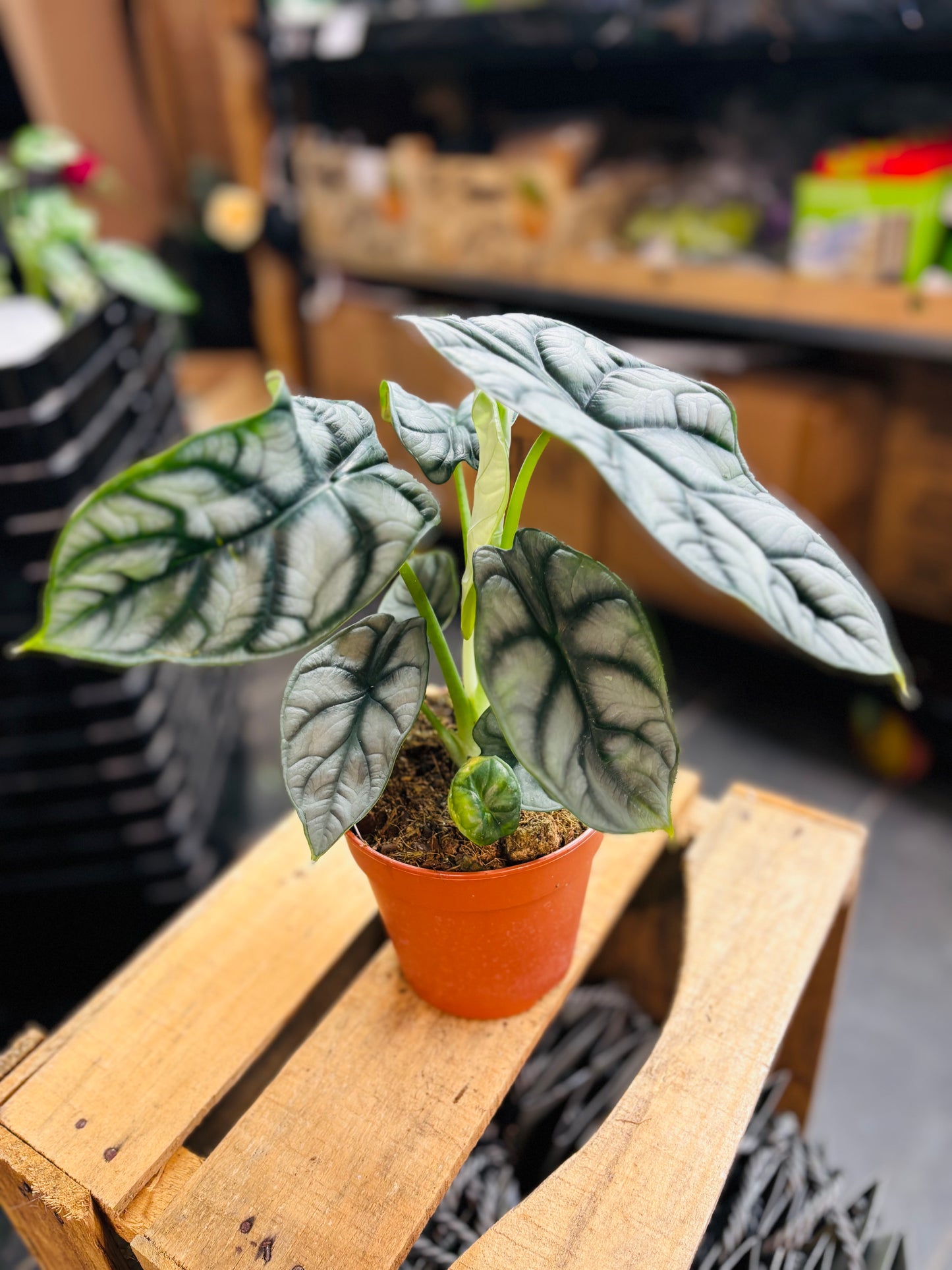 Alocasia Silver Dragon