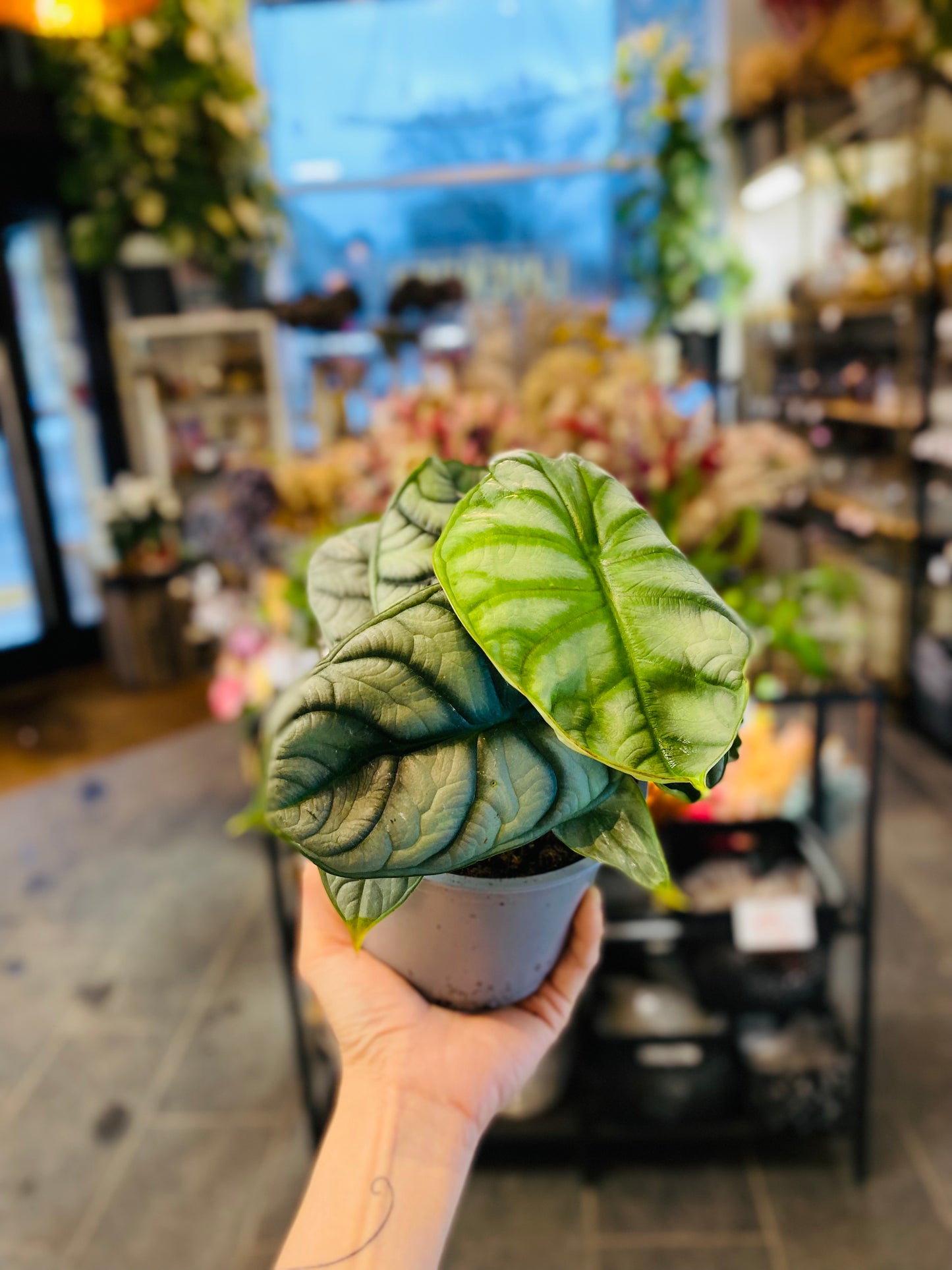 Alocasia Silver Dragon