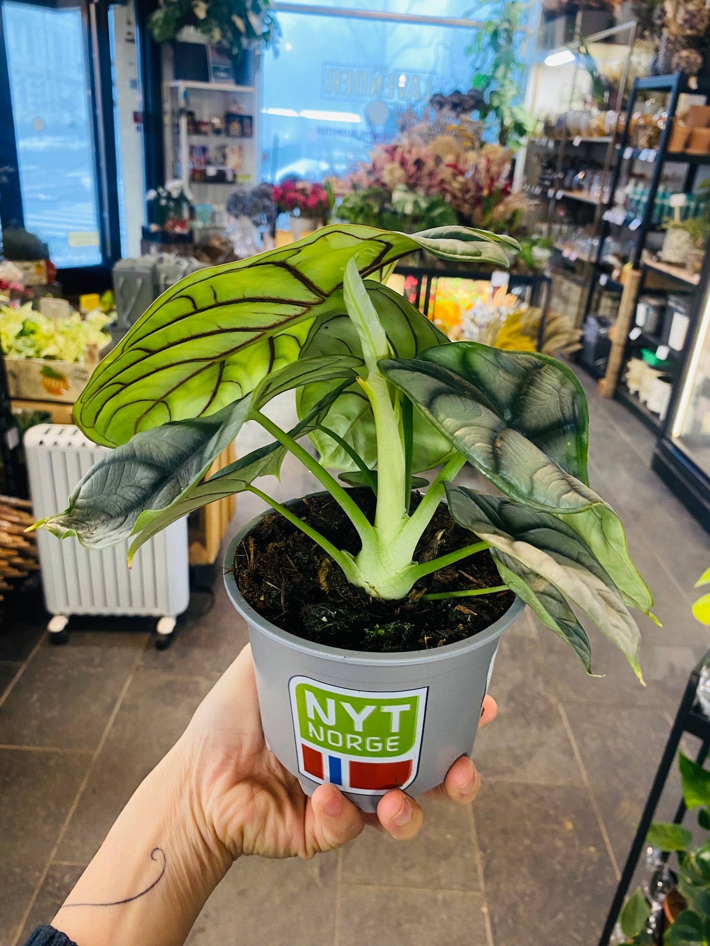 Alocasia Silver Dragon