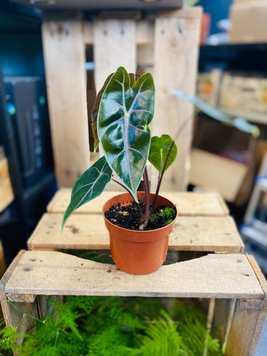 Alocasia Suhirmaniana Purple