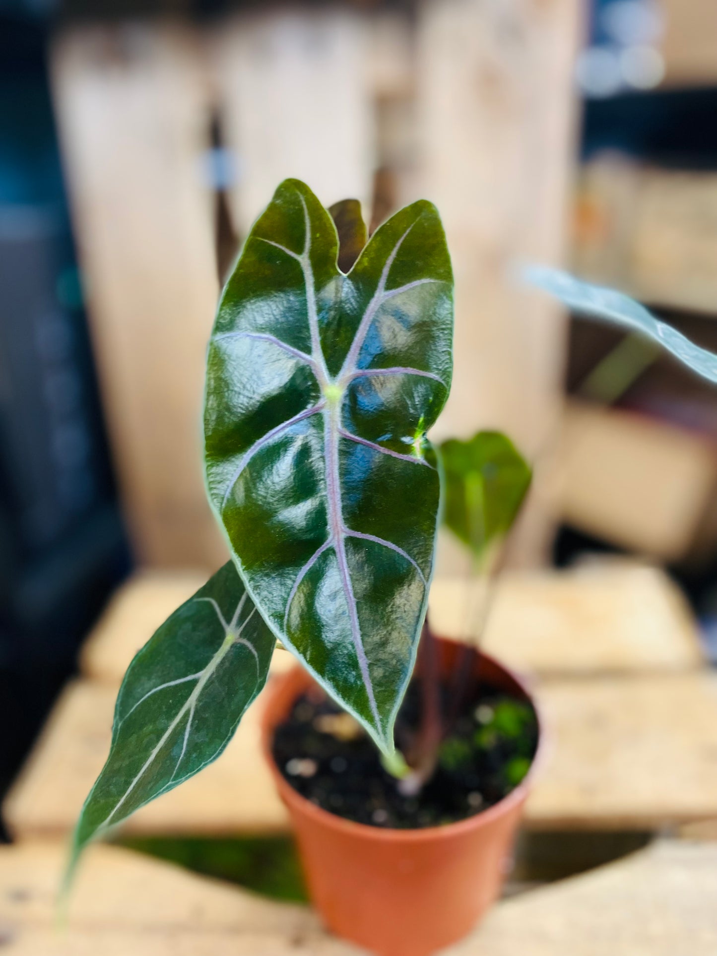 Alocasia Suhirmaniana Purple