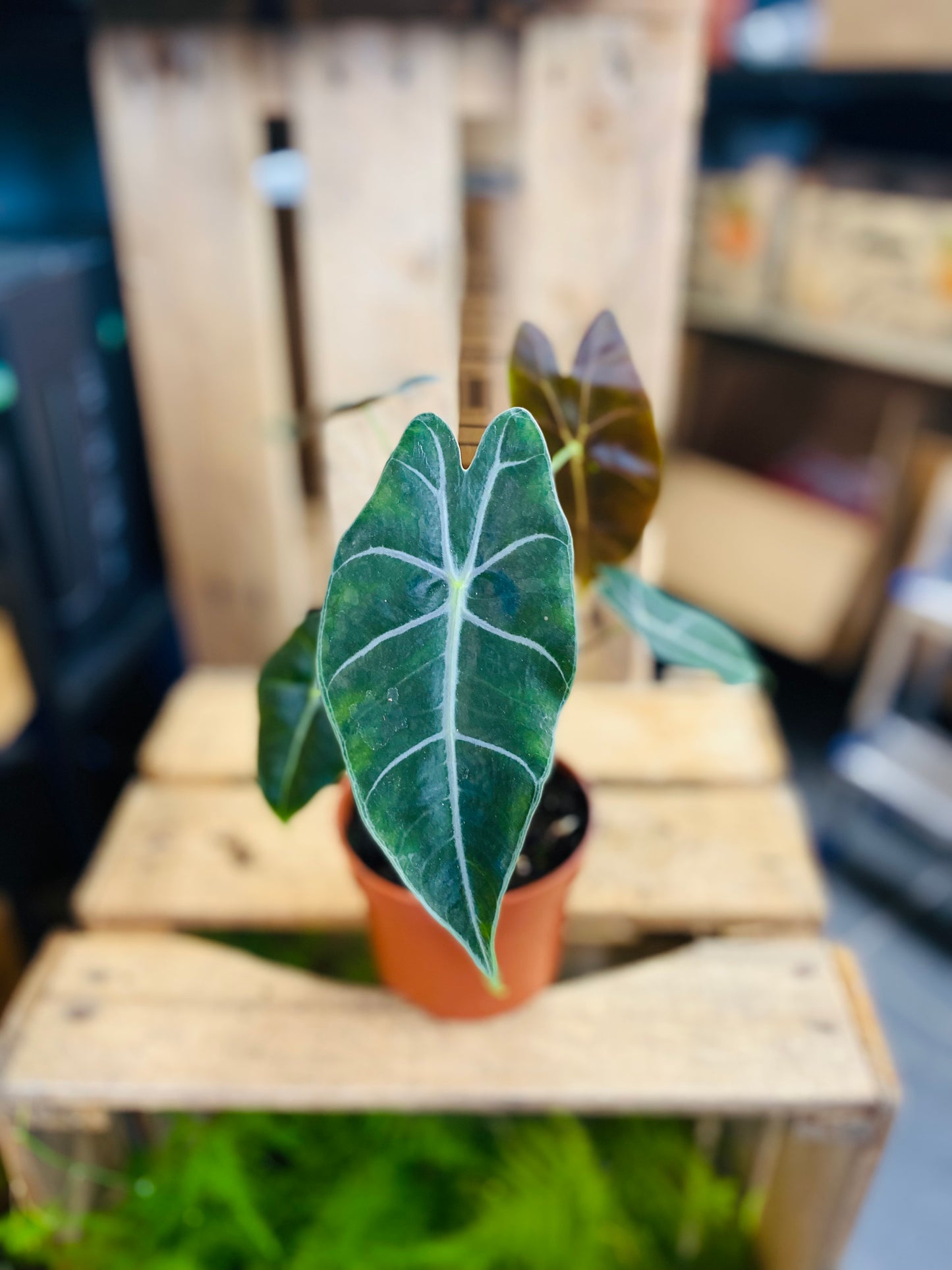 Alocasia Suhirmaniana Purple