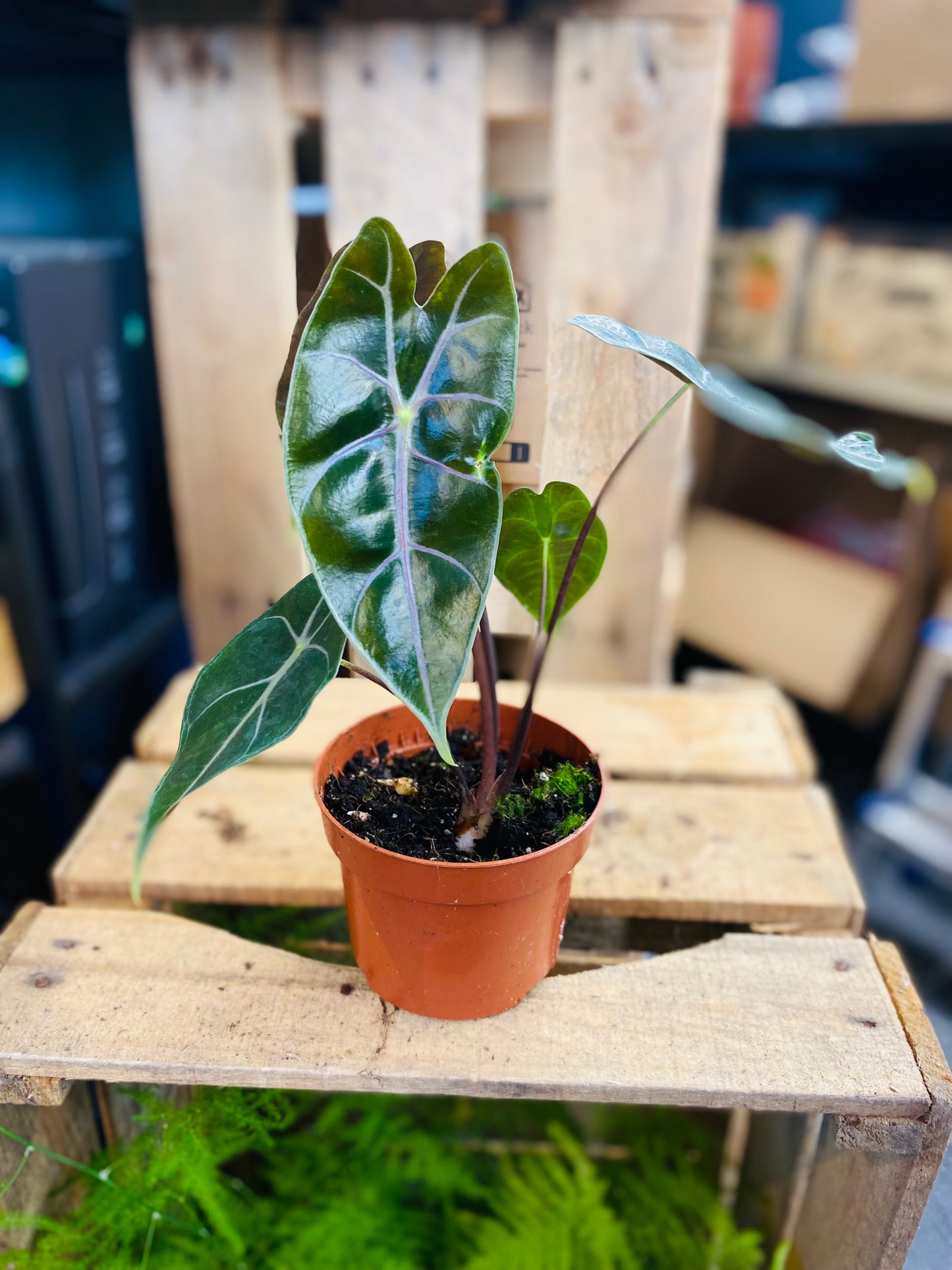 Alocasia Suhirmaniana Purple