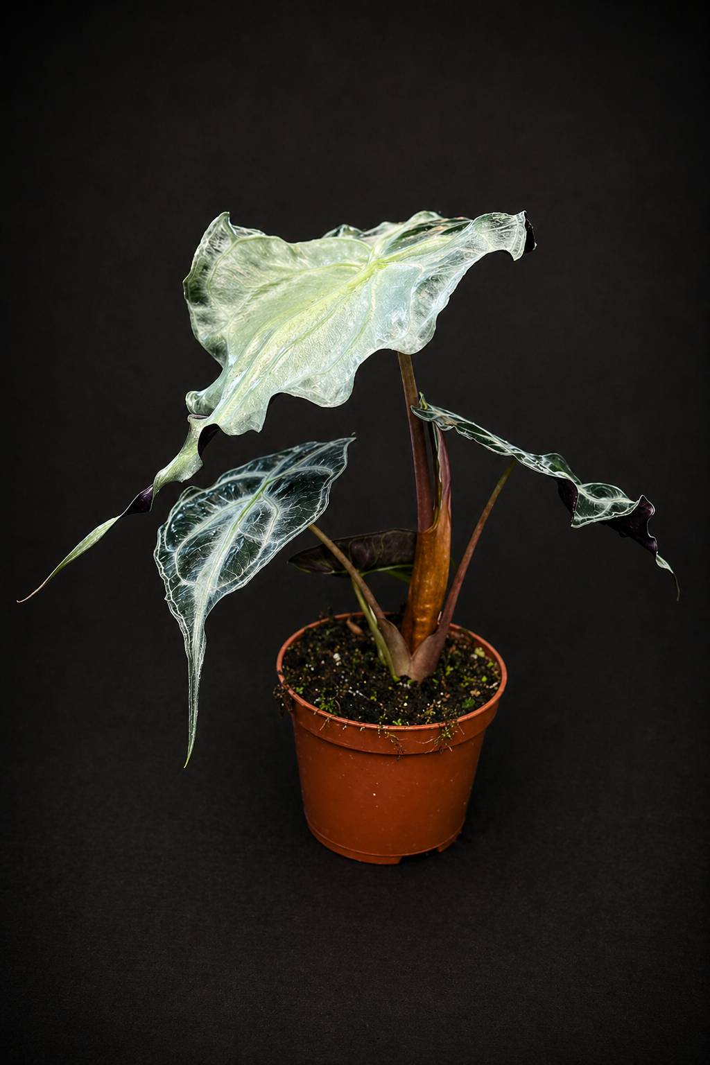 Alocasia Venom