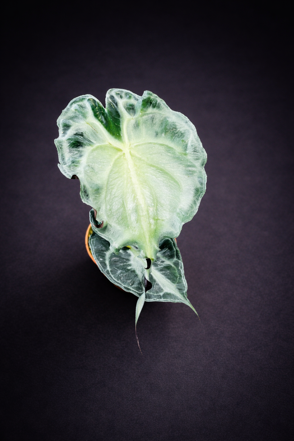 Alocasia Venom