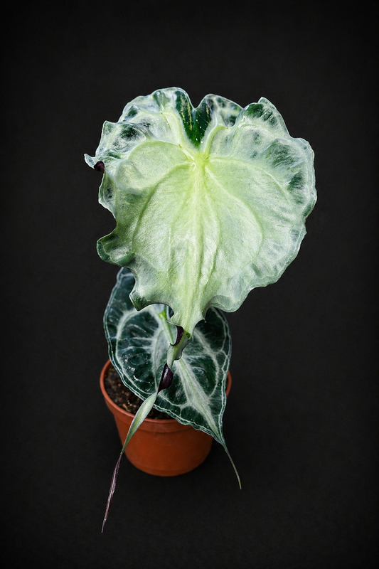 Alocasia Venom