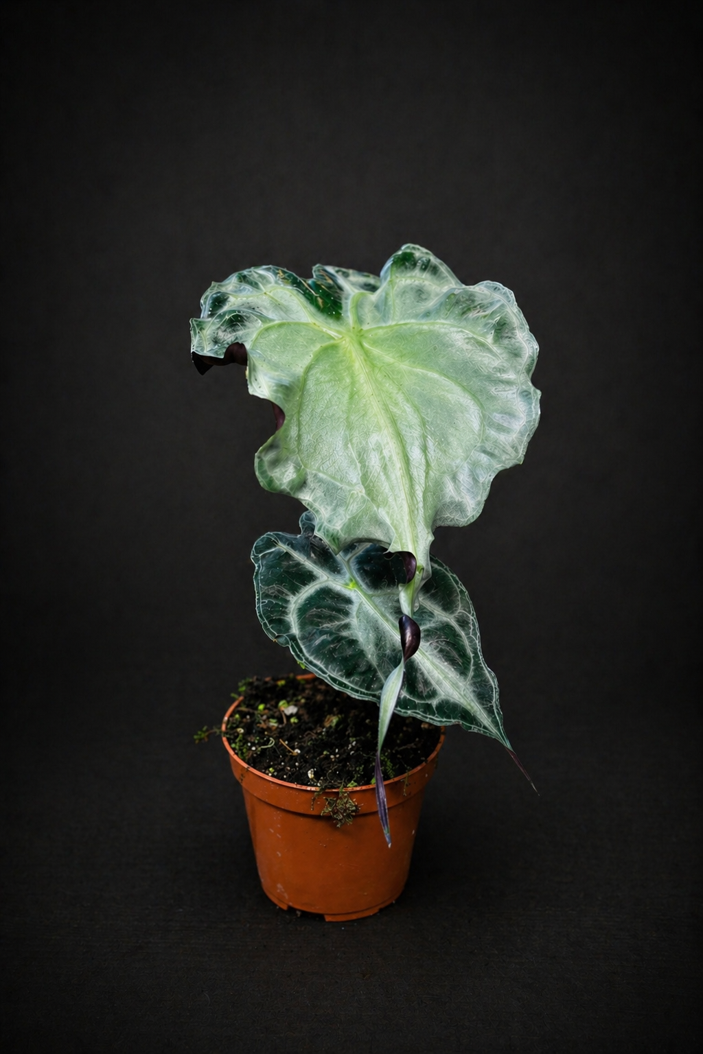 Alocasia Venom