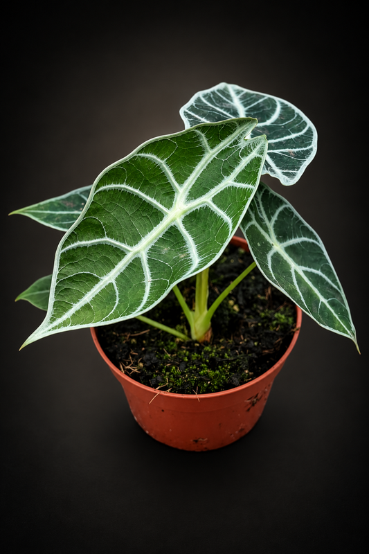 Alocasia Watsoniana Lightning