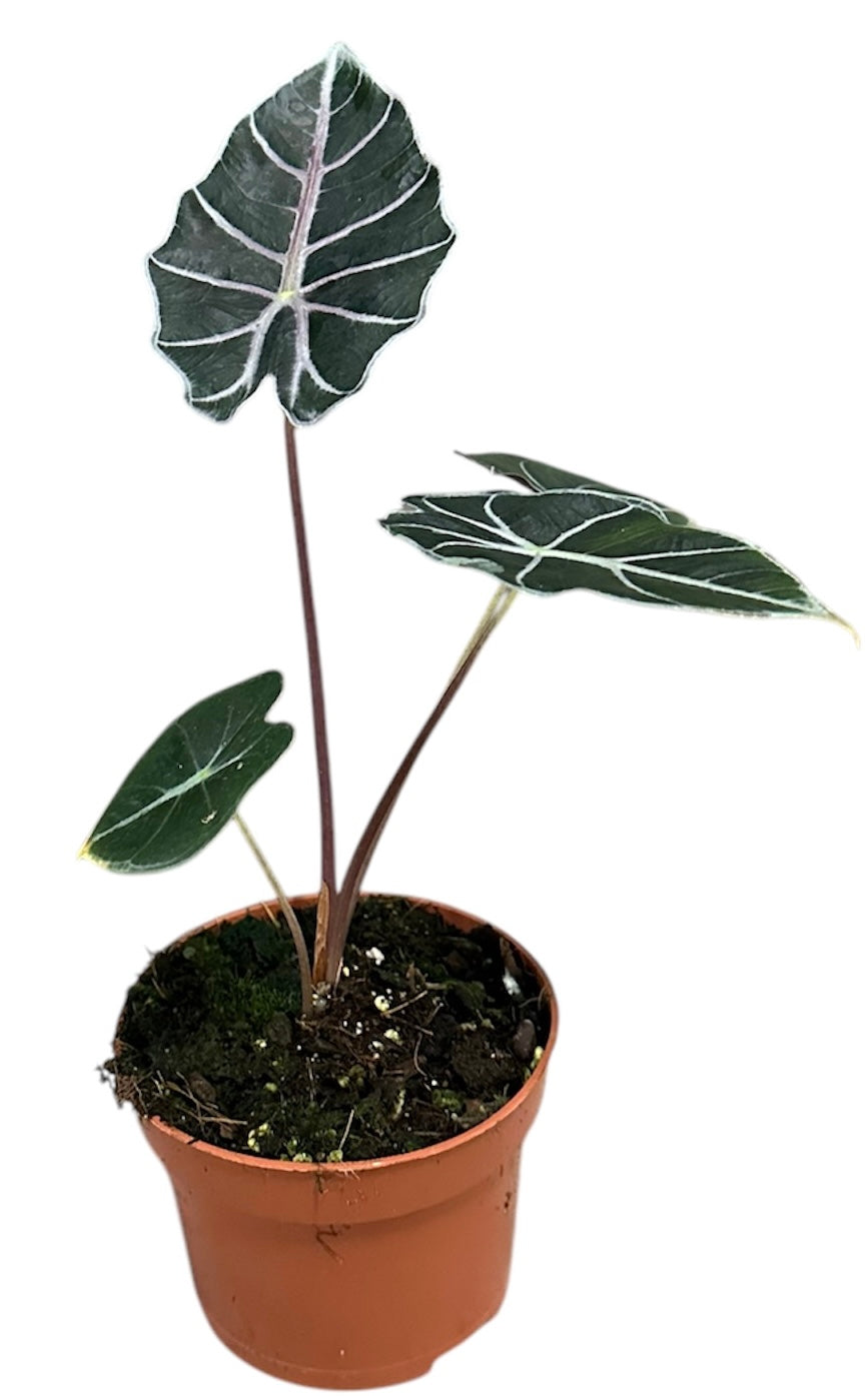 Alocasia Watsoniana Red Vein