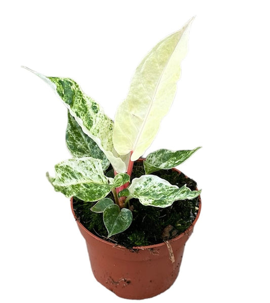 Anthurium Bonplandii Variegata