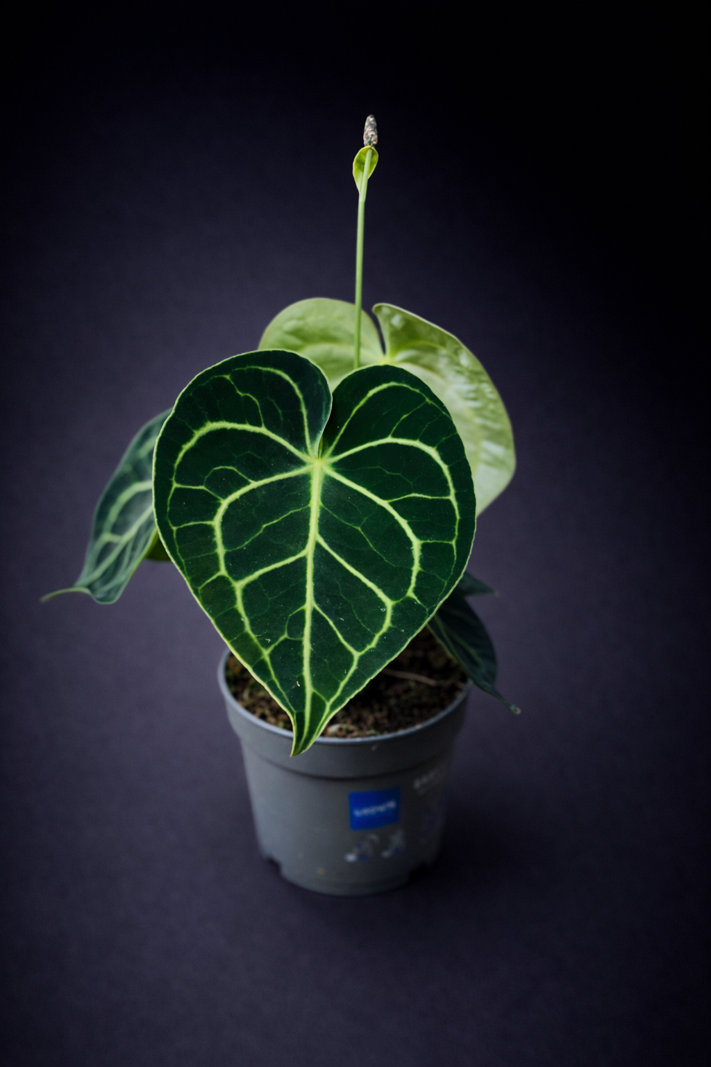 Anthurium Clarinervium