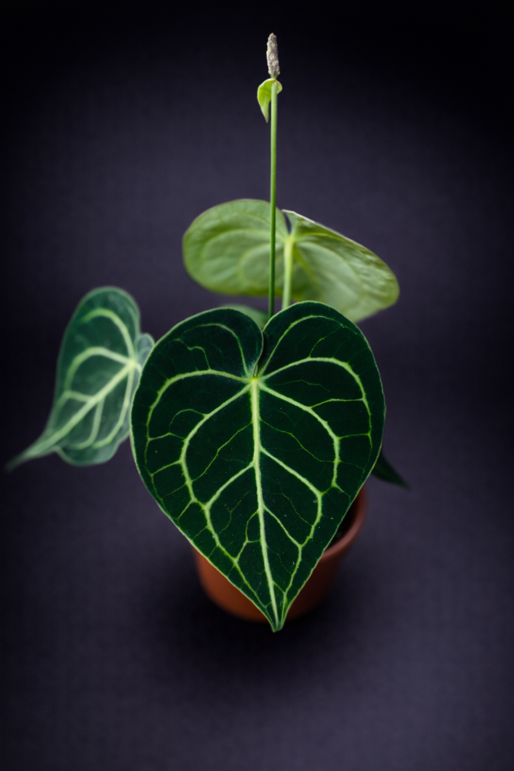 Anthurium Clarinervium