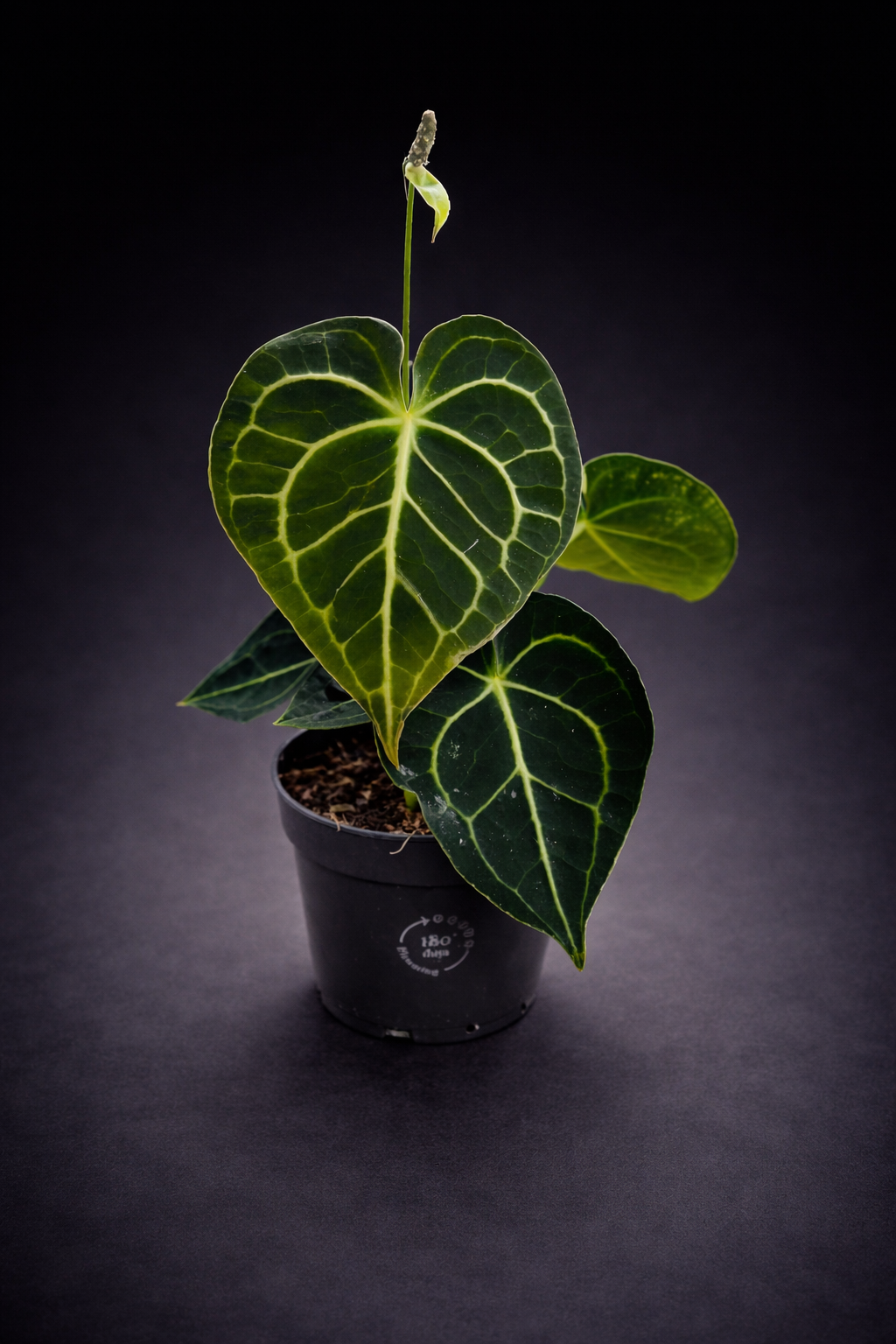 Anthurium Clarinervium