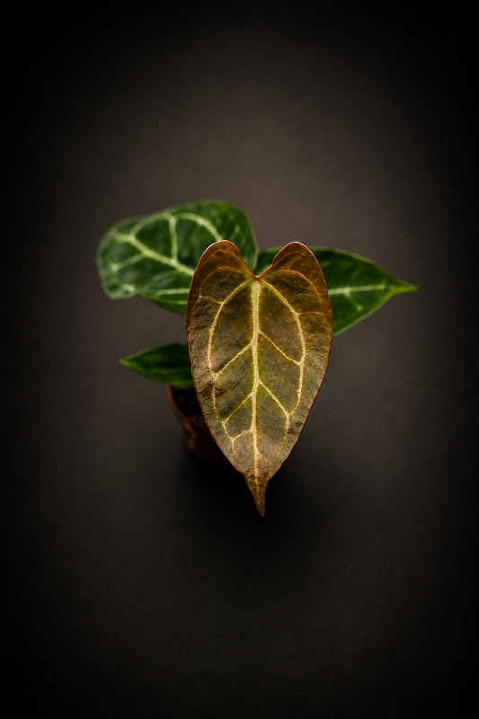 Anthurium Crystallinum