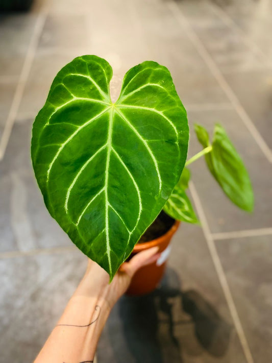 Anthurium Crystallinum x Magnificum med store, hjerteformede blader og lyse årrer, gir et luksuriøst og eksklusivt preg.