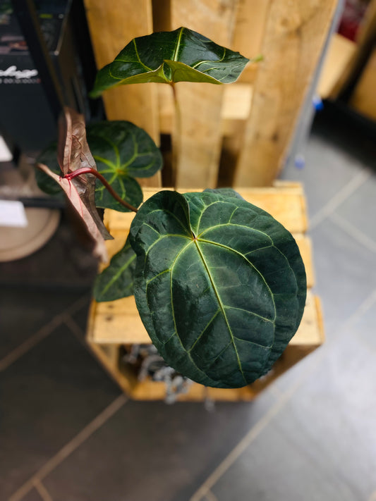 Anthurium Dark Phoenix