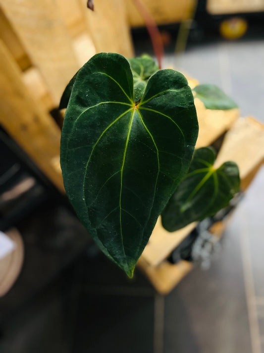 Anthurium Dark Phoenix Hybrid