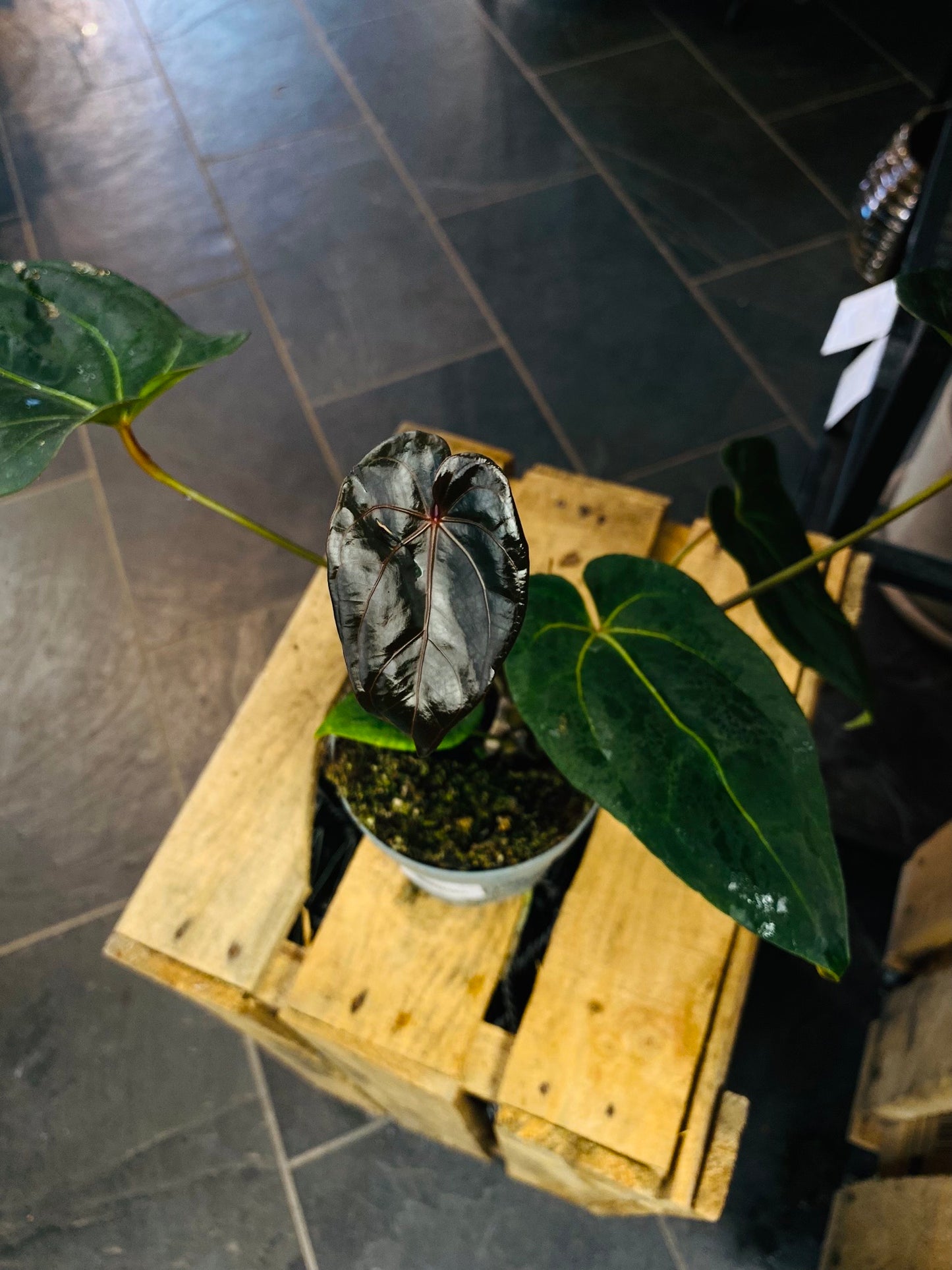 Anthurium Dark Phoenix Hybrid