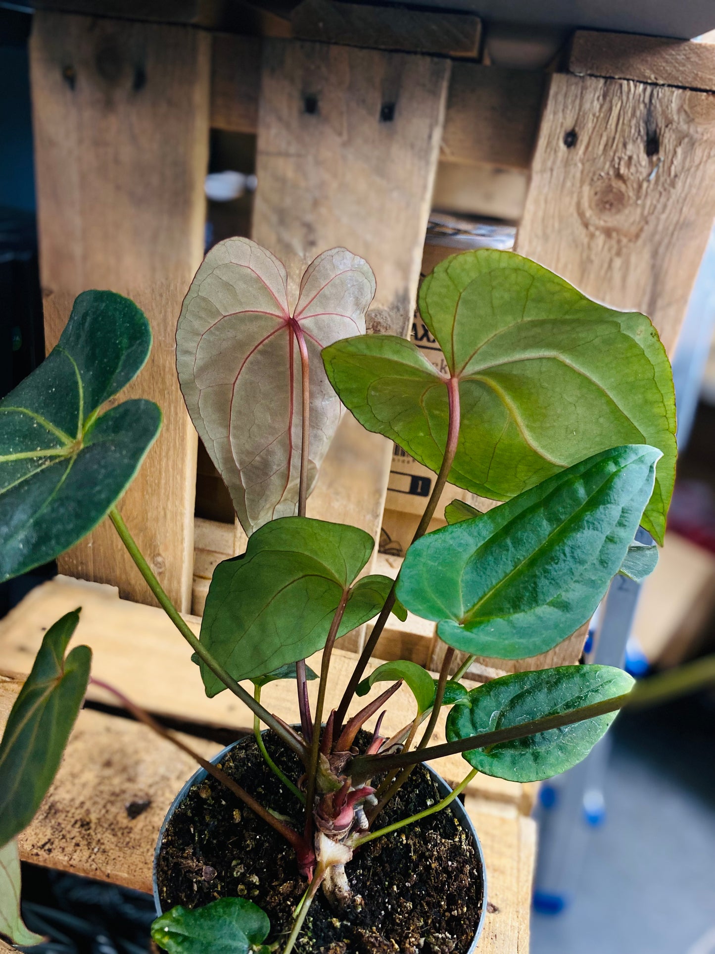 Anthurium Dark Phoenix Hybrid