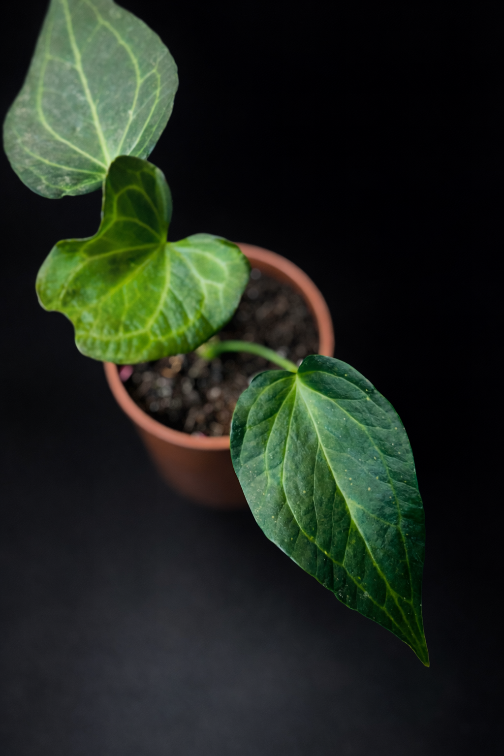 Anthurium Delta Force