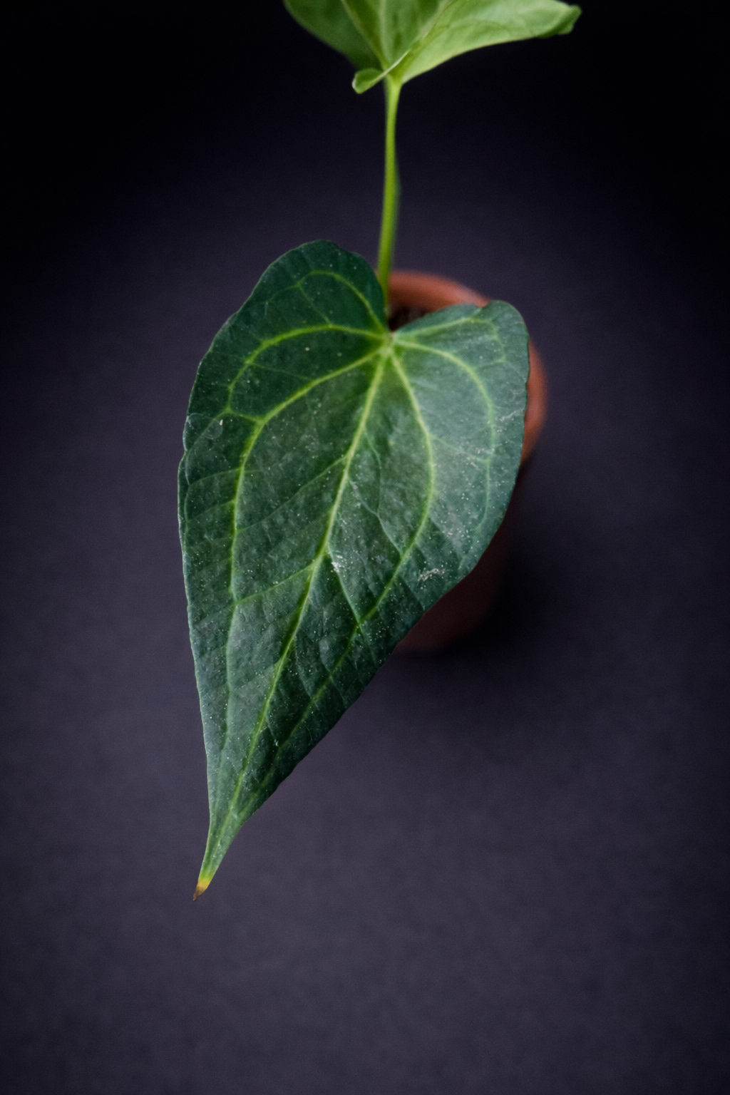 Anthurium Delta Force