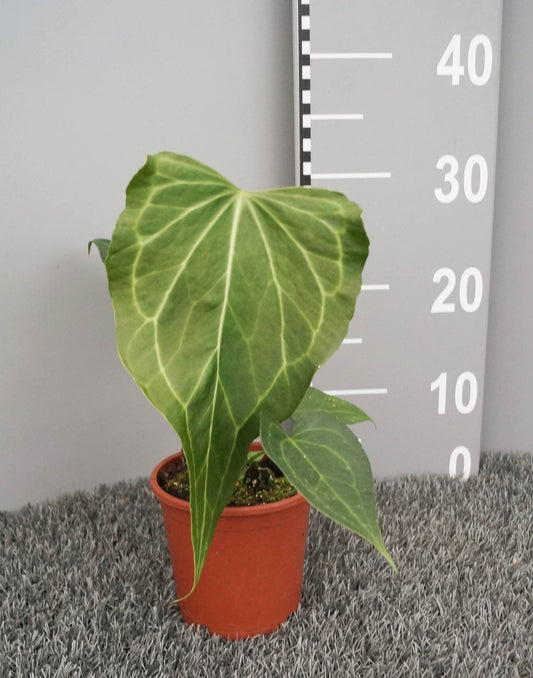 Anthurium Delta Force