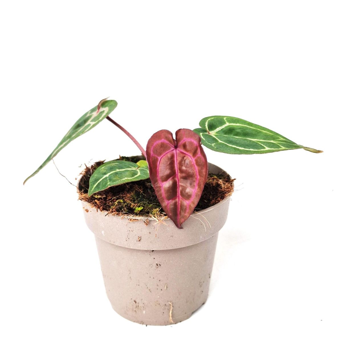 Anthurium DocBlock Anthurium Zara® '14' X Red Crystal® '12'