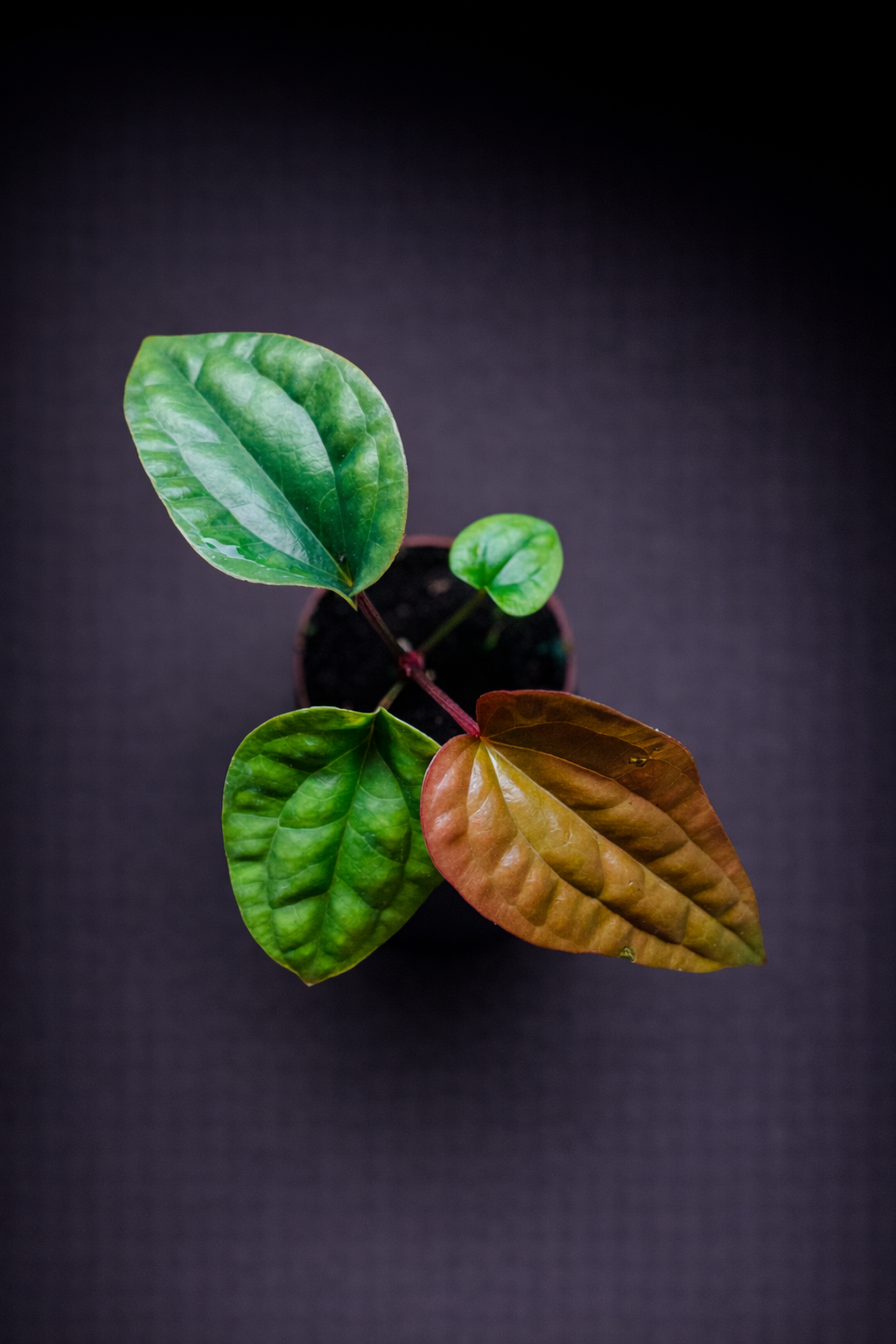 Anthurium Luxurians x Radicans