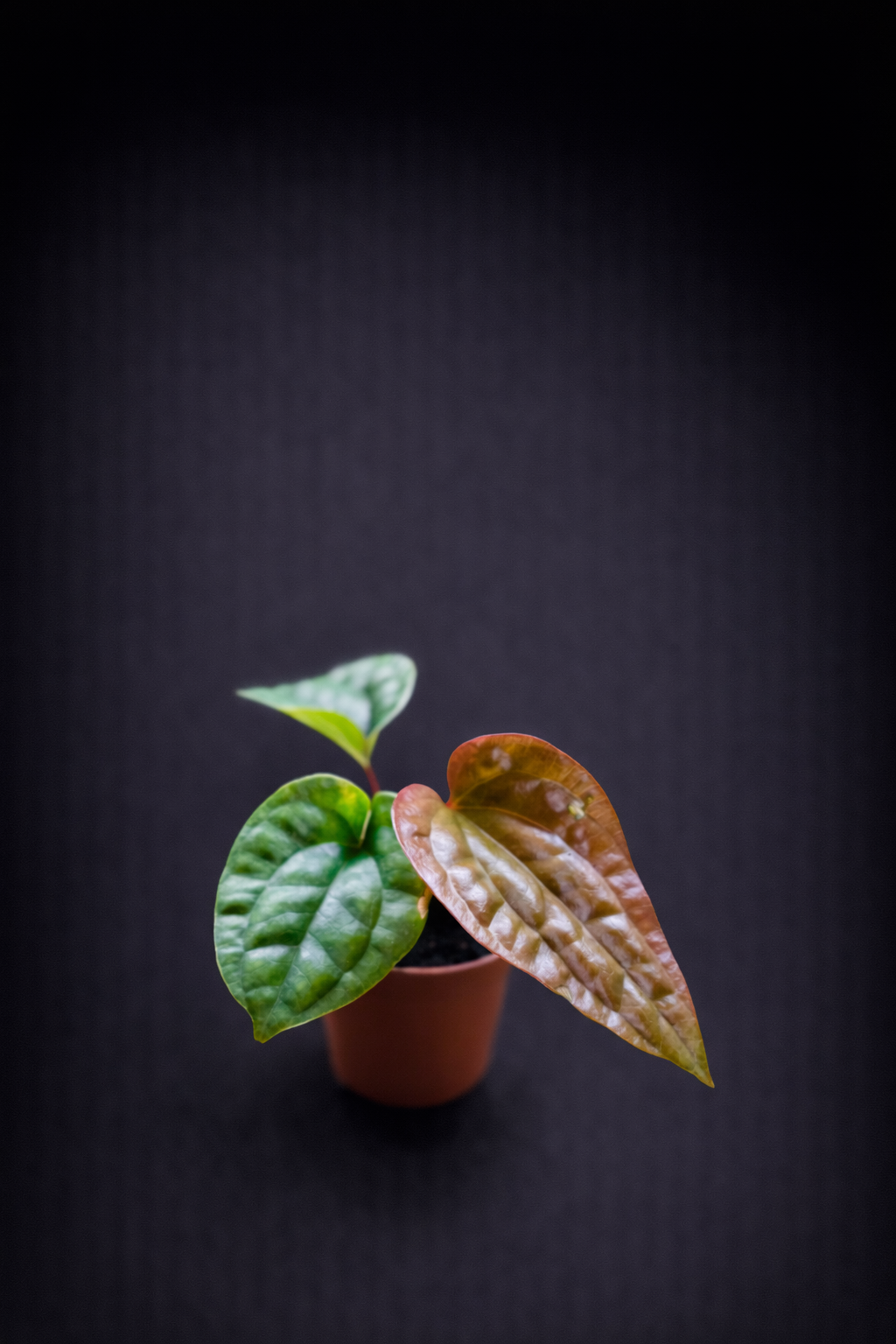 Anthurium Luxurians x Radicans