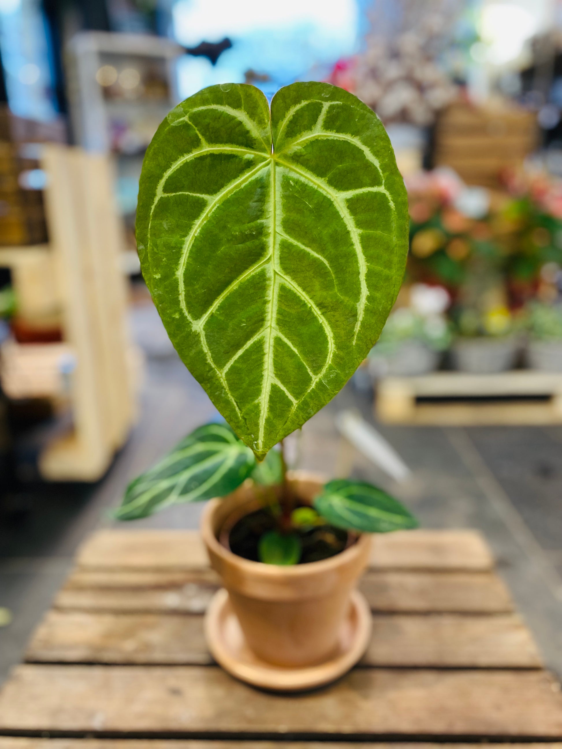 Anthurium Magnificum: Eksotisk Eleganse for Ditt Hjem