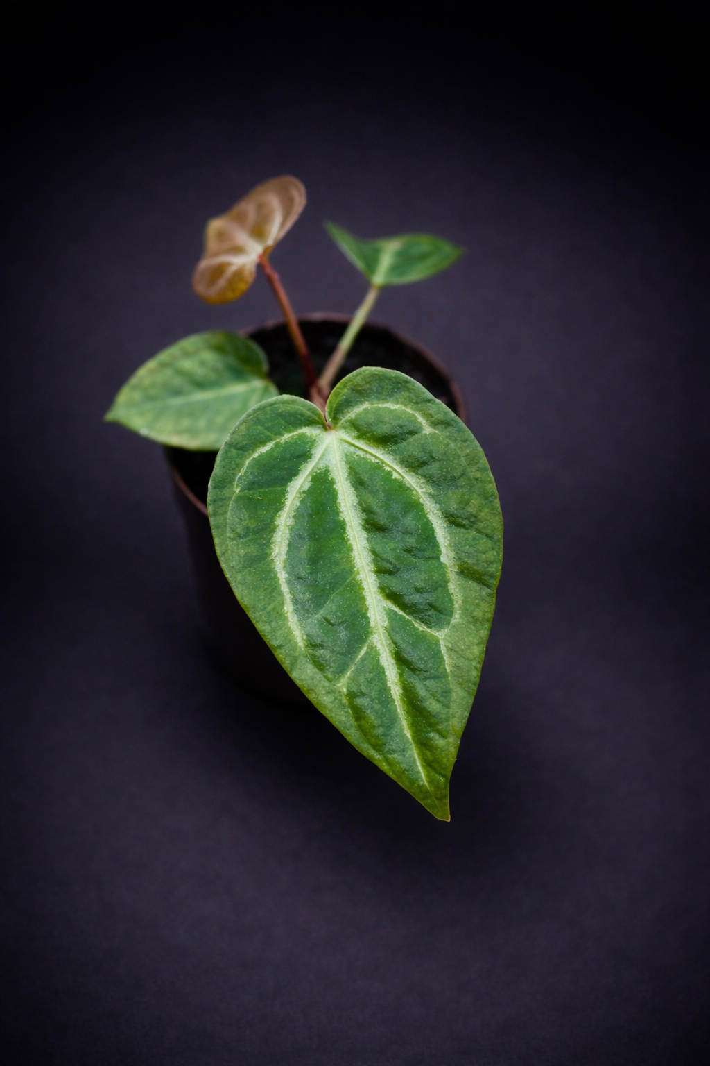Anthurium Magnificum