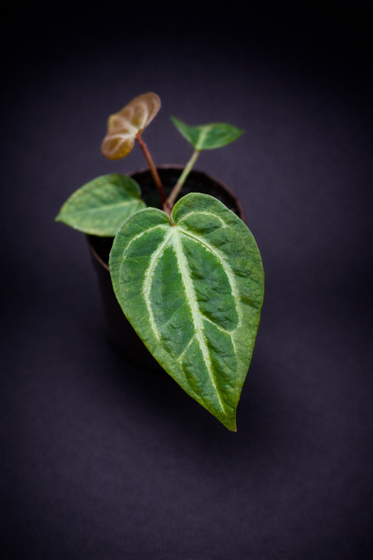 Anthurium Magnificum