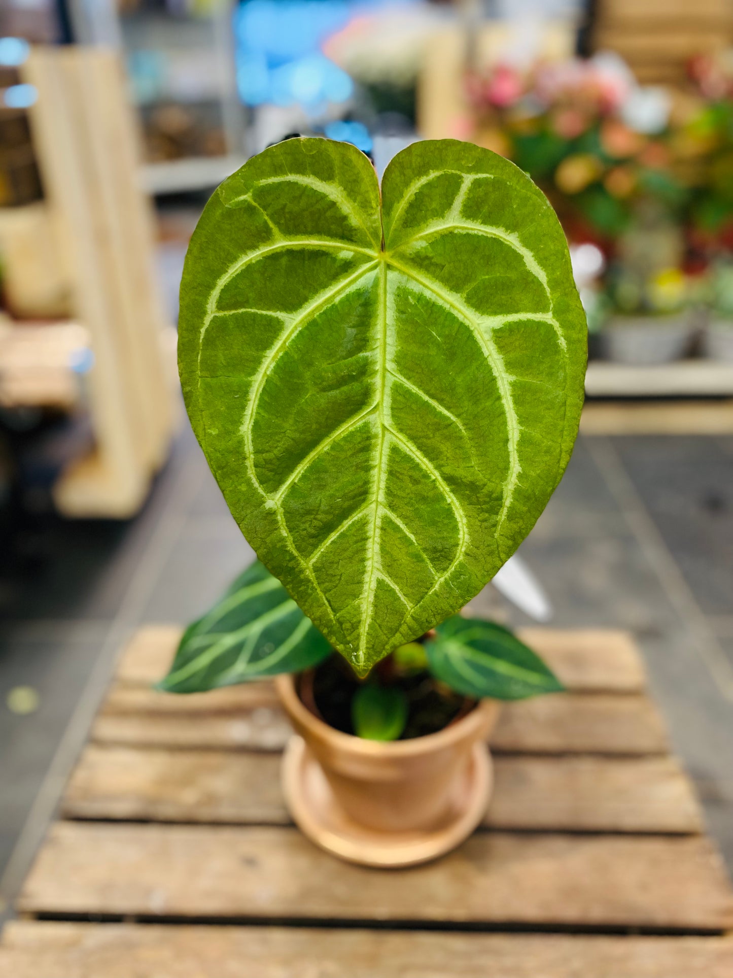 Anthurium Magnificum: Eksotisk Eleganse for Ditt Hjem