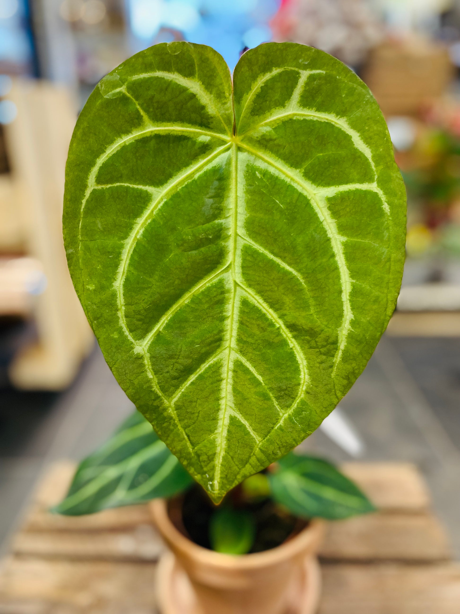 Anthurium Magnificum: Eksotisk Eleganse for Ditt Hjem