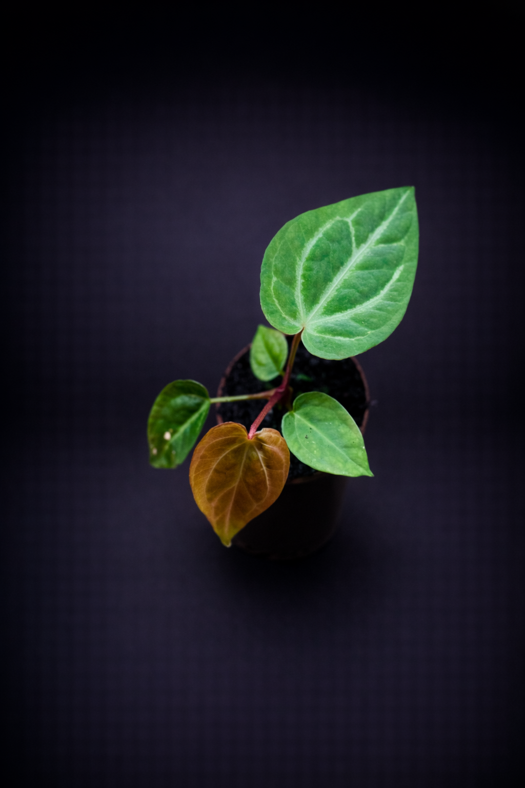 Anthurium Magnificum